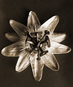 Passiflora, 1929 da Karl Blossfeldt